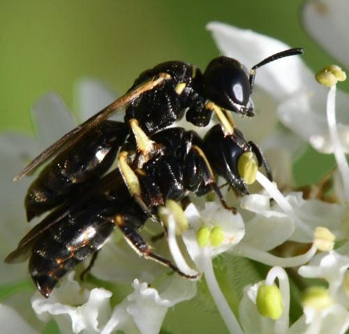 Lindenius albilabris